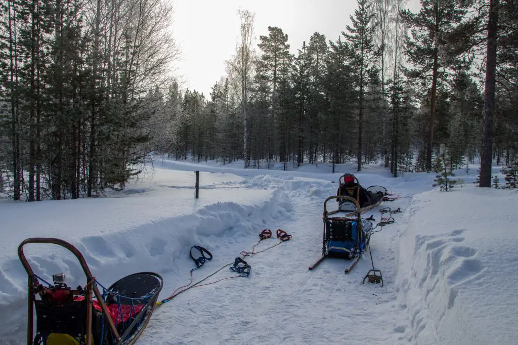 Préparation du matériel pour le raid en chien de traineau en Finlande