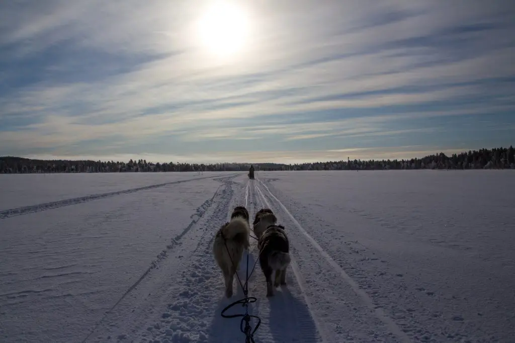 Départ du raid avec un voile brumeux sur la Laponie Finlandaise Départ du raid avec un voile brumeux sur la Laponie Finlandaise