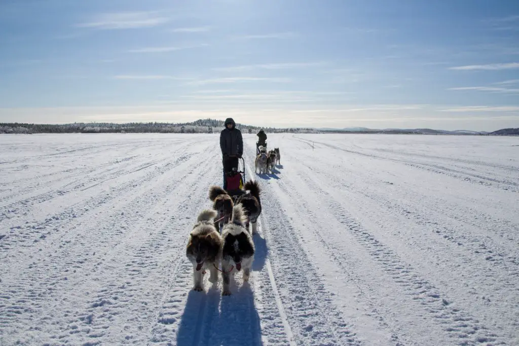 Traineau sur le lac Inari en Finlande