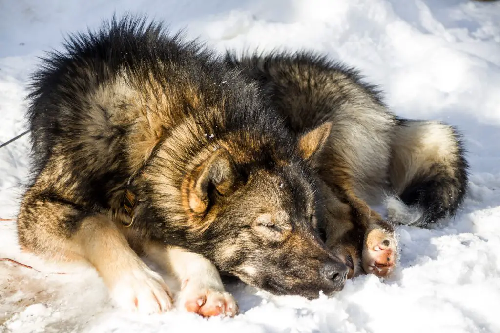 Repos pour les chiens après cette première matinée de traineau 