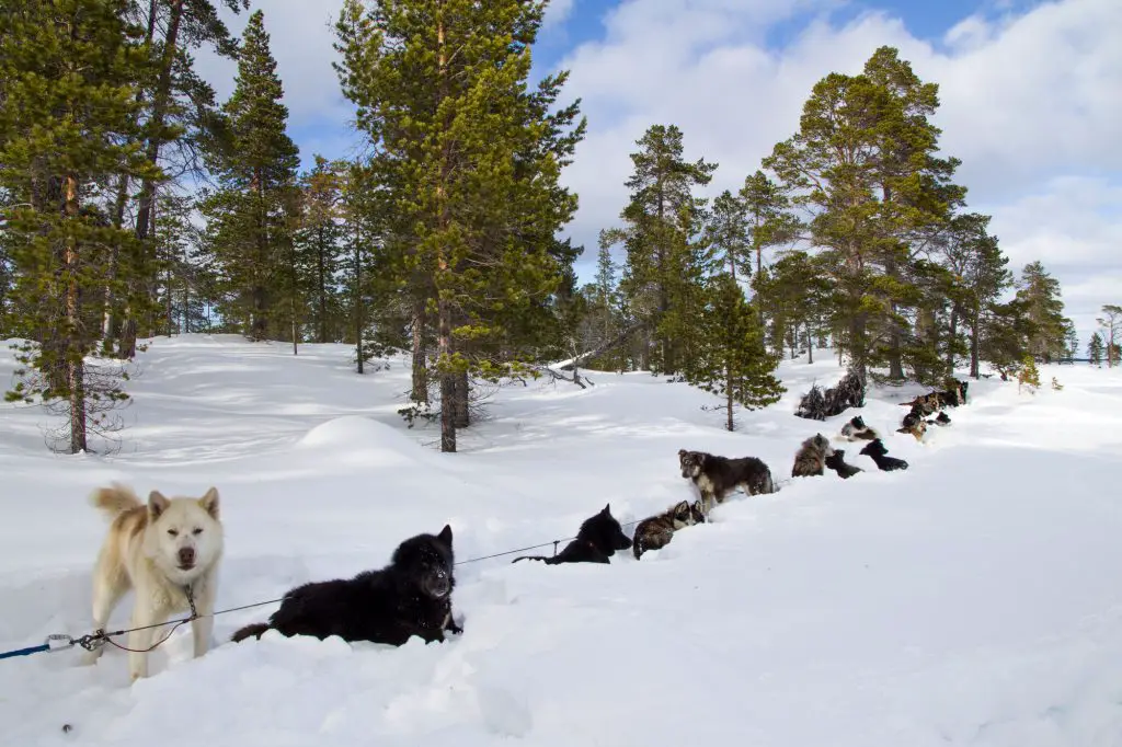 Notre campement avec les chiens en Finlande