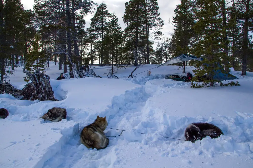 Notre campement après installation en Laponie Finlandaise