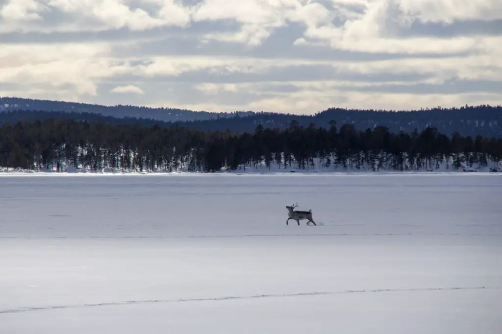 Rennes en Laponie Finlandaise