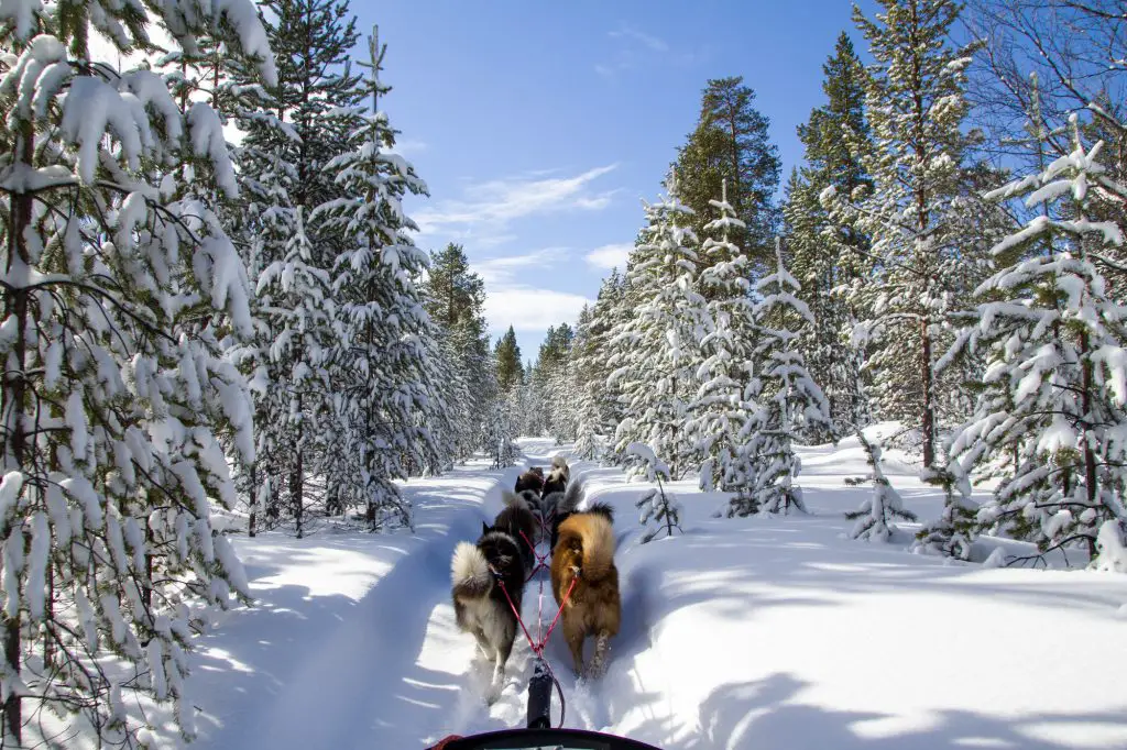 Chien de traineau dans les forêts de finlande