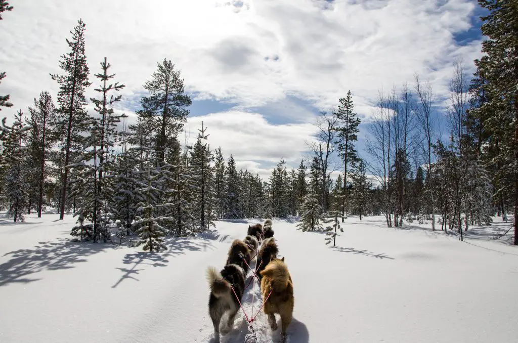 Dernière ligne droite en chien de traineau dans les bois de Laponie