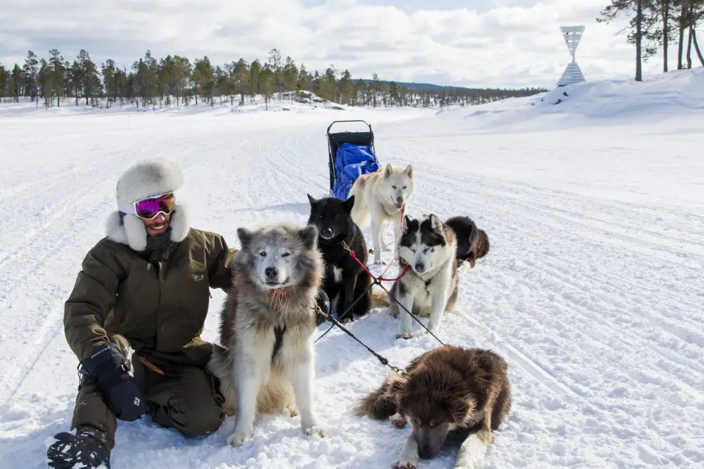 Souvenir de mon raid chien de traineau en Finlande