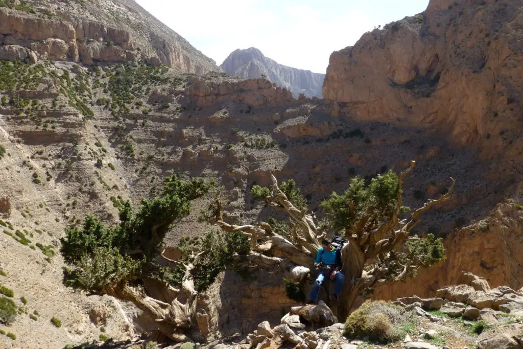 Dans la descente, un genévrier thurifère avec une forme propice à la sieste au Maroc Dans la descente, un genévrier thurifère avec une forme propice à la sieste au Maroc