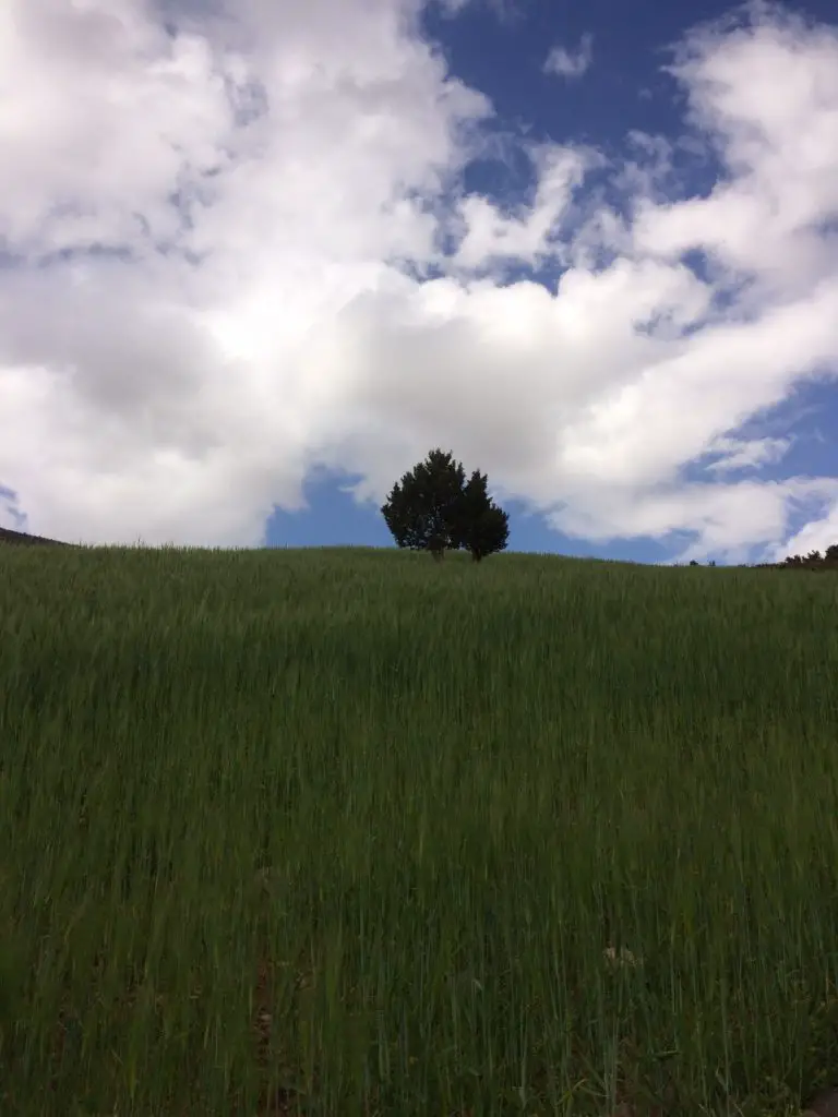 Un paysage trop vert sur la route depuis Taghia au Maroc