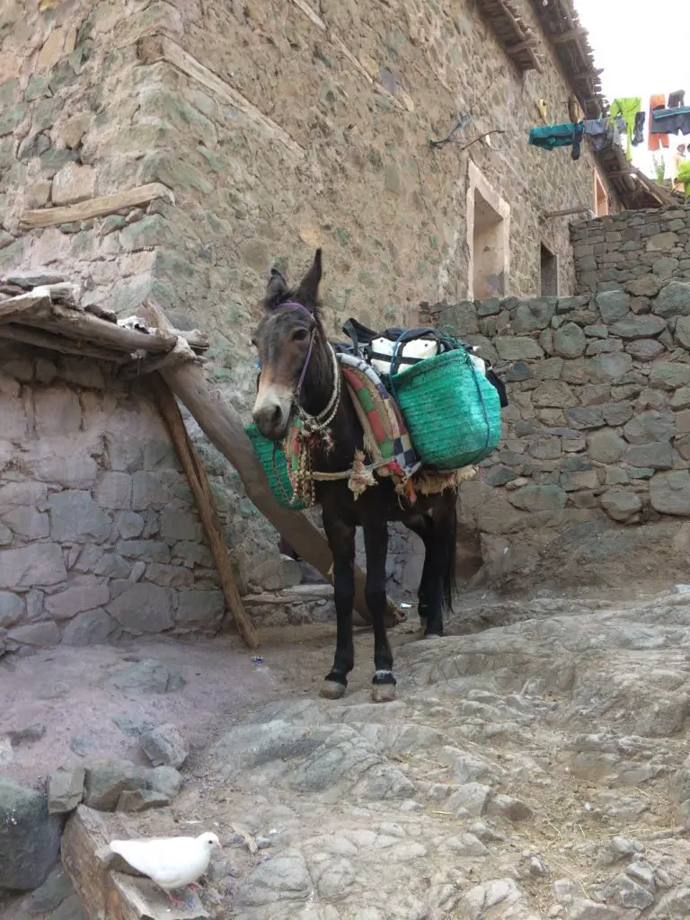 Notre moyen de transport pour quitter Taghia