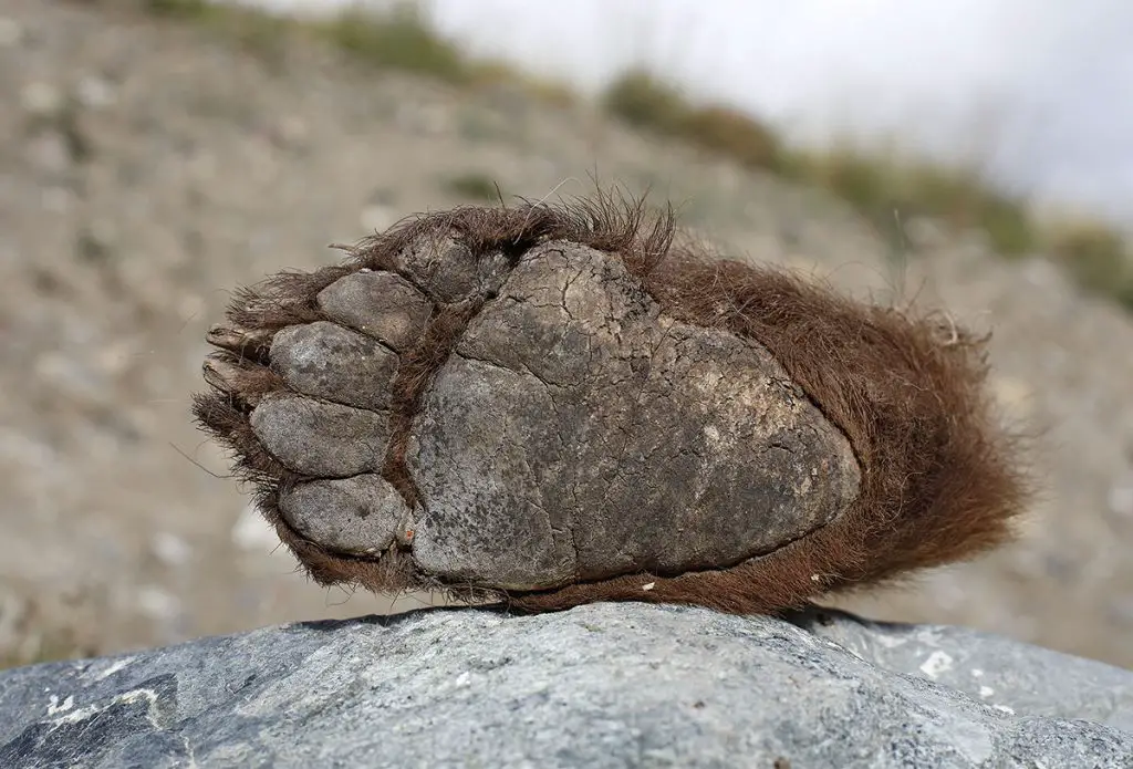 The Foot of the Yeti The Foot of the Yeti