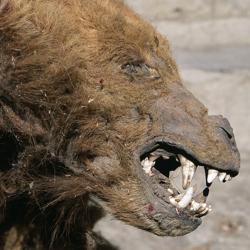 The Last Yeti or Bear of Nepal
