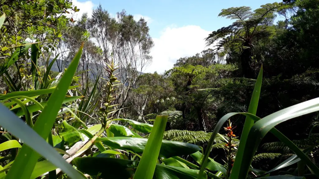 Ascension dans la jungle