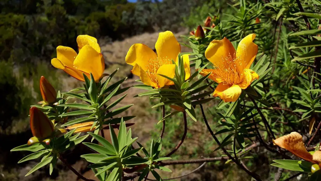 Ambiance bucolique sur les sentiers de notre Traversée de la Réunion à pied