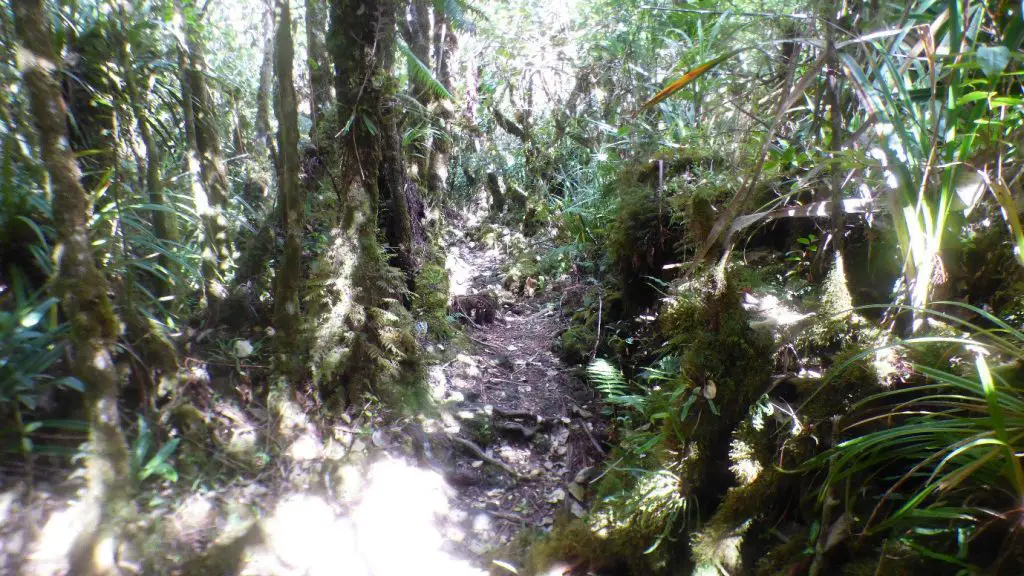 Descente finale dans une épaisse jungle