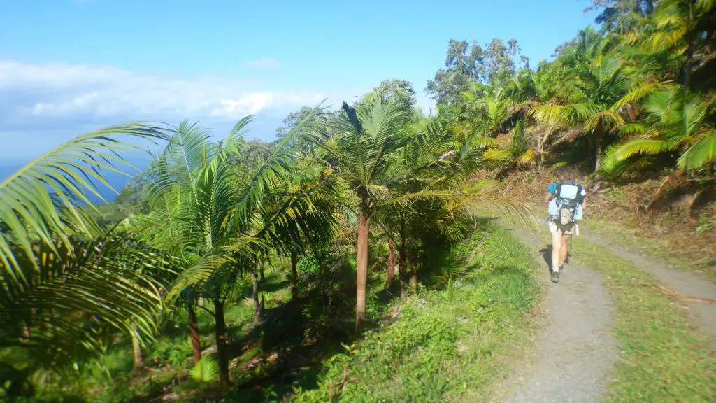 Dernière descente dans une palmeraie