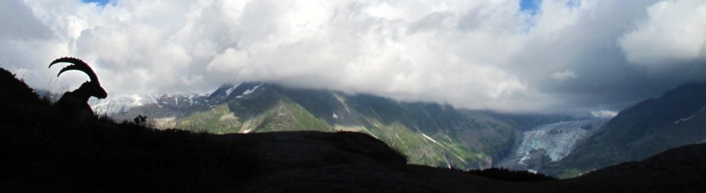 Farniente animalier dans le Massif du Mont-blanc