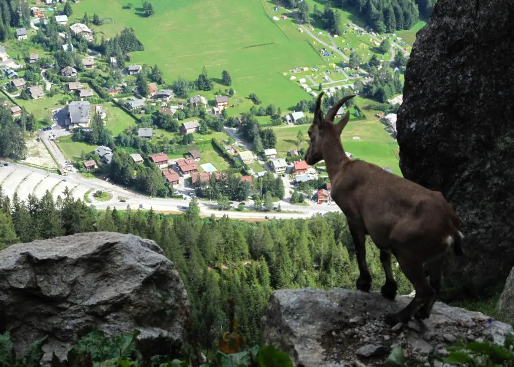 La vallée de Chamonix, vue par les bouquetins