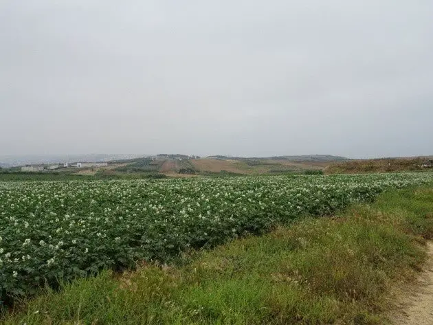 Après Péniche, une campagne vallonnée tournée vers le maraîchage pendant notre séjour à vélo en famille