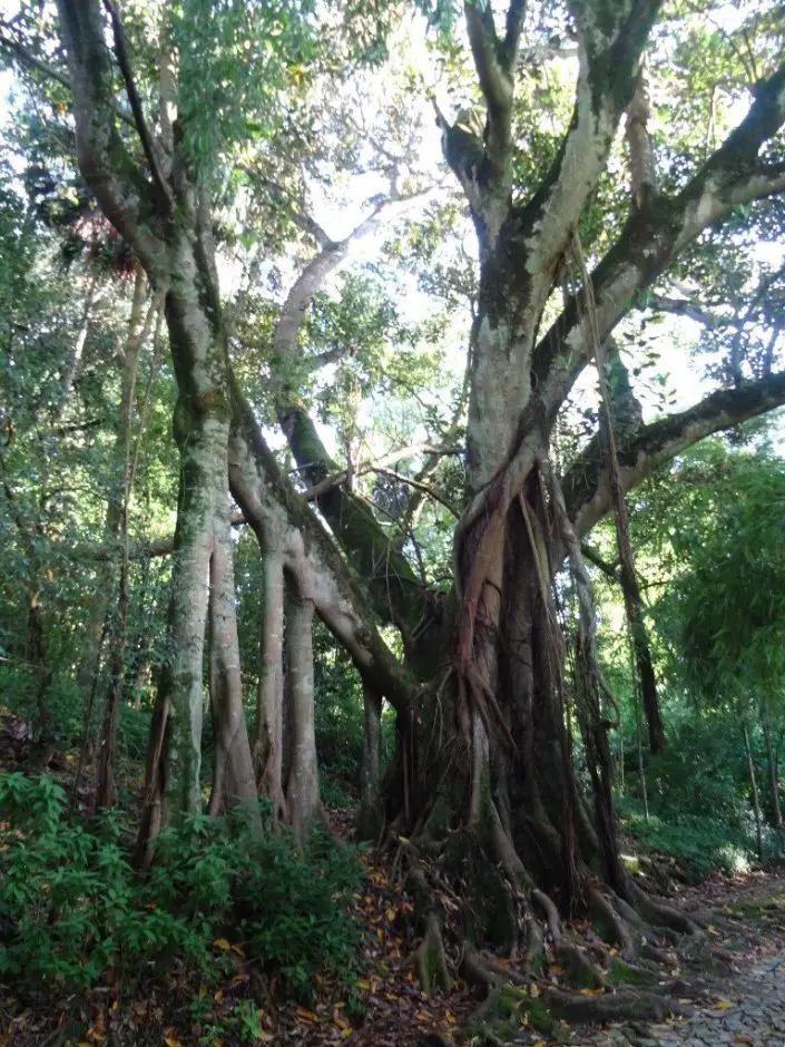 Jardin botanique, ficus Coimbra pendant nos vacances à vélo en famille