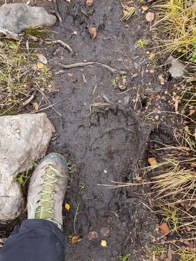 Les ukrainiens ont trouvé des empreintes d’ours qui suivaient nos traces