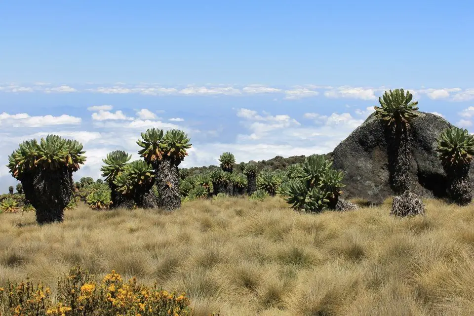 Paysage d’altitude sur les pentes du Kili entre 2700 et 3900m – Les fameux séneçons géants du Kilimandjaro