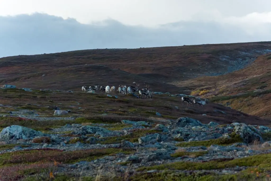 Rennes du parc national de Sarek