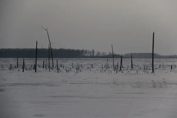 Reste d’une forêt, la déforestation va bon train par ici aussi durant le voyage à vélo sur le fleuve Amour en Sibérie 