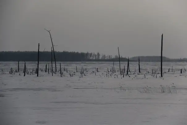 Reste d’une forêt, la déforestation va bon train par ici aussi durant le voyage à vélo sur le fleuve Amour en Sibérie Reste d’une forêt, la déforestation va bon train par ici aussi durant le voyage à vélo sur le fleuve Amour en Sibérie