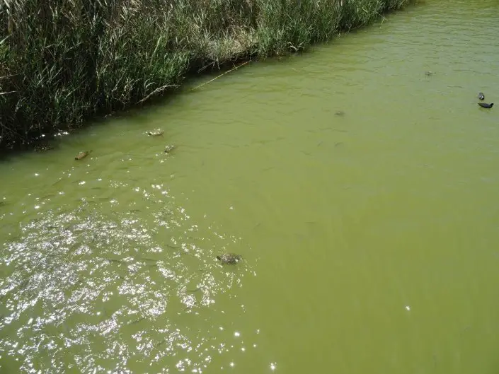 Tortues, en sortant des pistes sur pilotis dans les marais avant Albufeira pendant nos vacances à vélo en famille