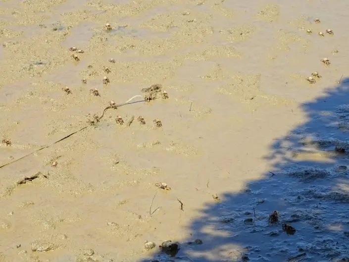 Troupeau de crabes dans les marais espagnols lors de nos vacances à vélo en famille
