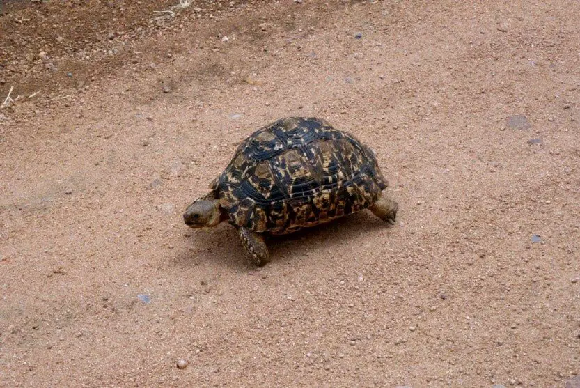 Tortue-Panthère en safari lors de notre voyage en Afrique du sud Tortue-Panthère en safari lors de notre voyage en Afrique du sud