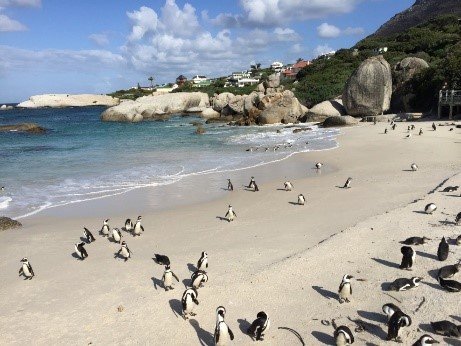 Les Pingouins du Cap, ce sera pour la prochaine fois lors de notre voyage en Afrique du sud