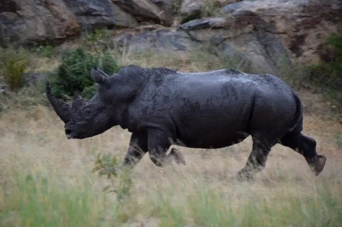 Rhinocéros dans le parc Kruger lors de notre voyage en Afrique du Sud