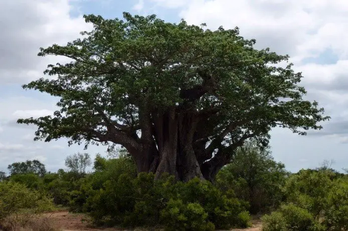Baobab dans le parc Kruger lors de notre voyage en Afrique du Sud