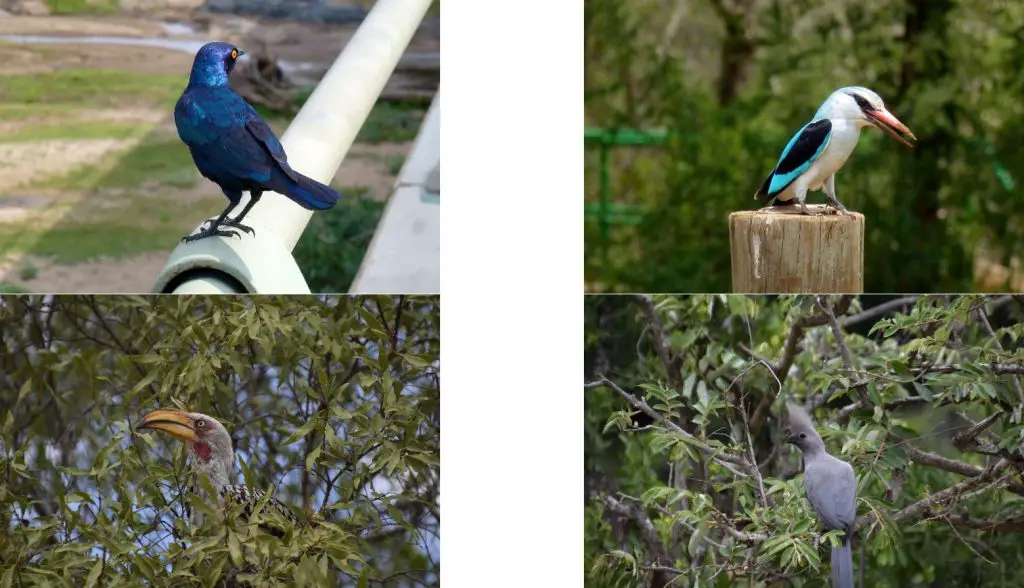 Oiseaux du parc Kruger lors de notre voyage en Afrique du sud