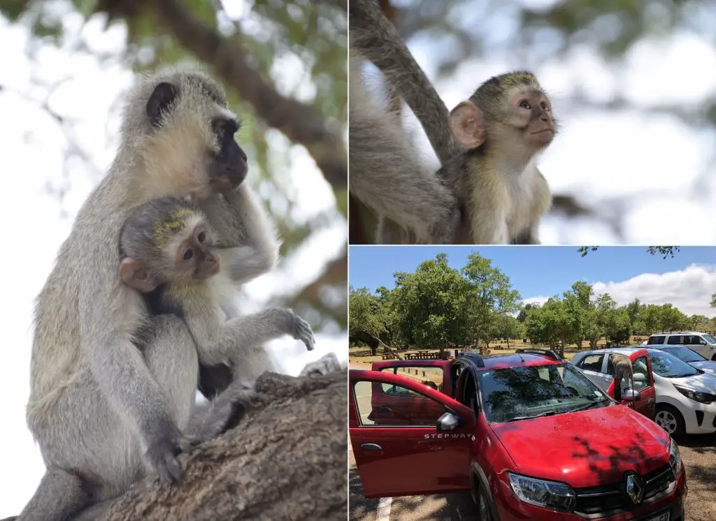Vervet Monkeys lors de notre voyage en Afrique du Sud