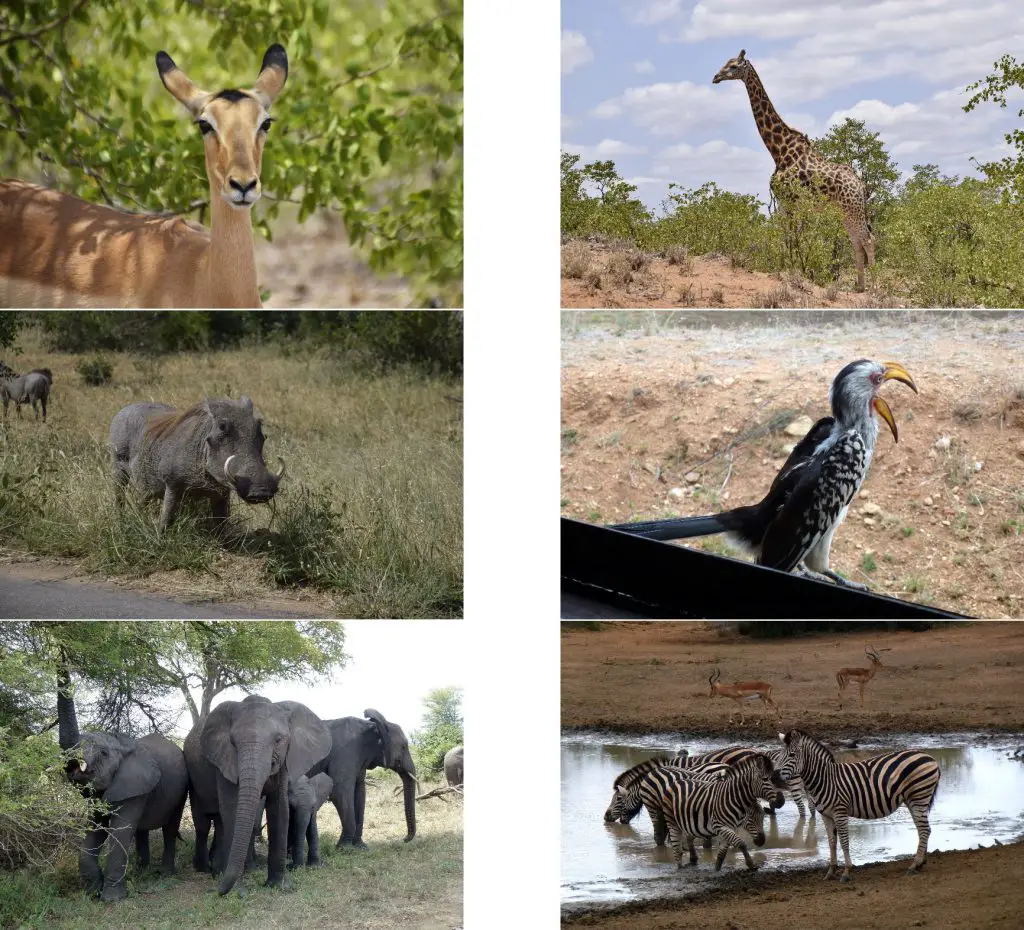 Animaux du parc Kruger lors de notre voyage en Afrique du Sud