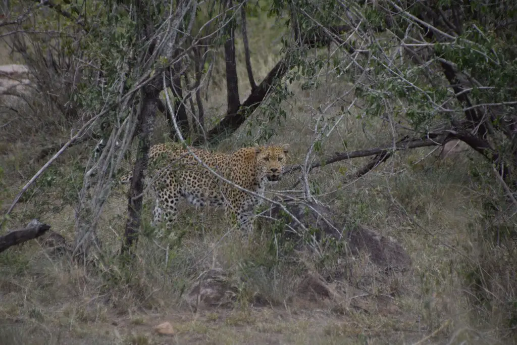 Le léopard dans le parc Kruger lors de notre voyage en Afrique du Sud