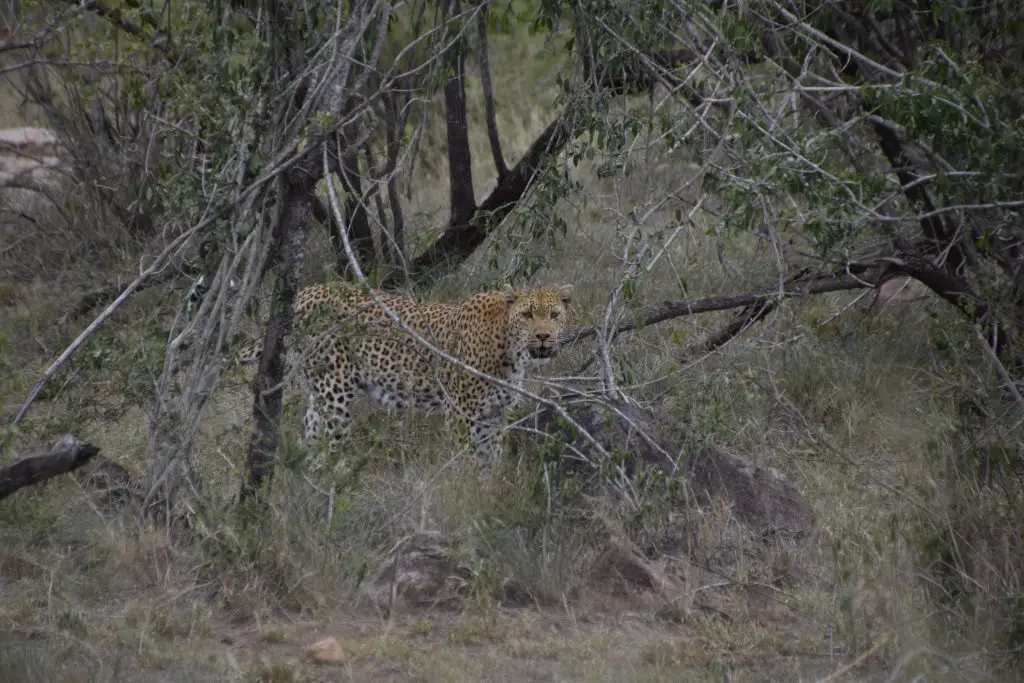 Le léopard dans le parc Kruger lors de notre voyage en Afrique du Sud Le léopard dans le parc Kruger lors de notre voyage en Afrique du Sud