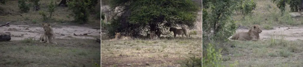 Lionnes dans le parc Kruger lors de notre voyage en Afrique du Sud