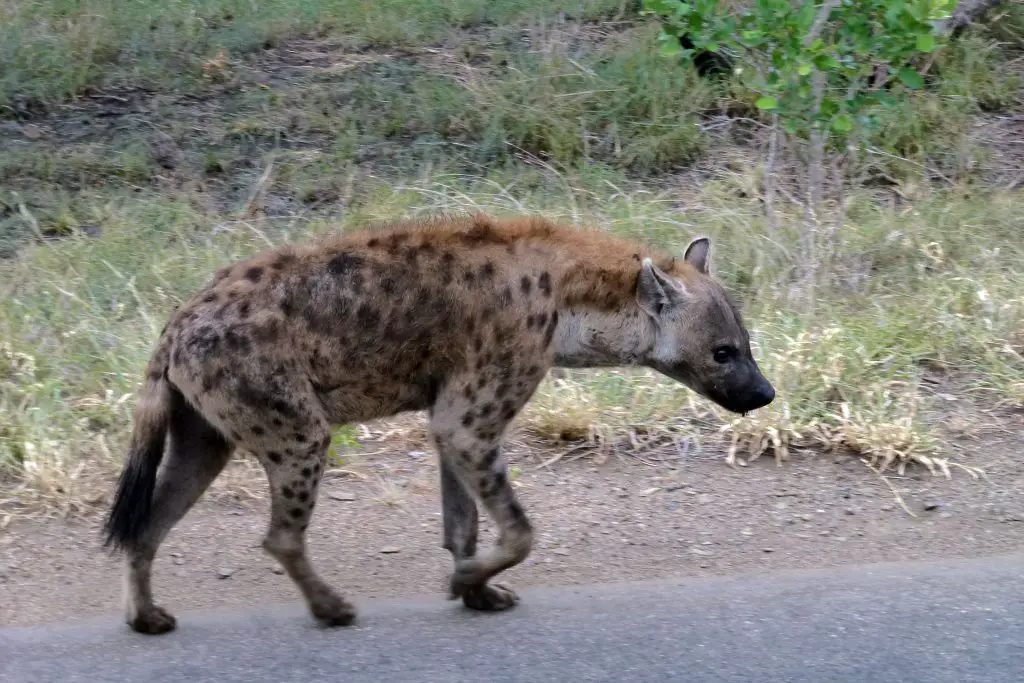 Hyène dans le parc Kruger durant notre voyage en Afrique du Sud