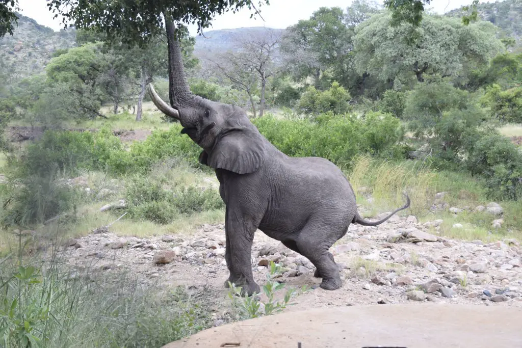 Elephant dans le parc Kruger lors de notre voyage en Afrique du Sud