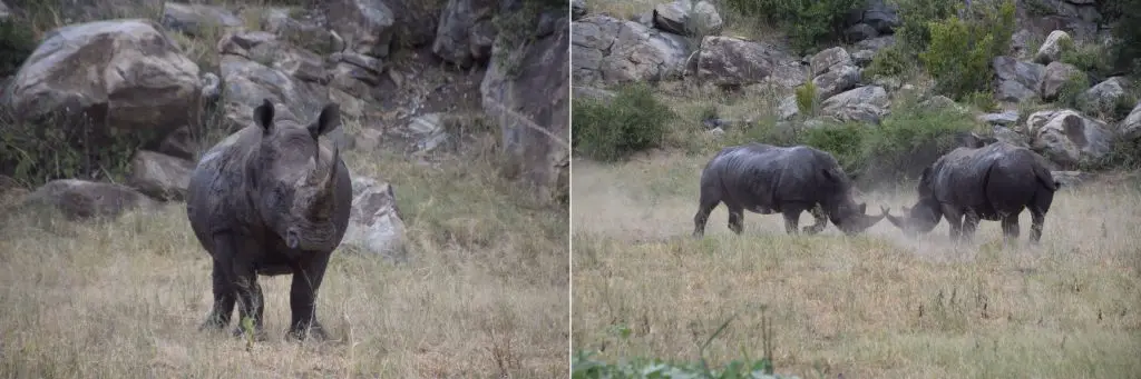 Rhinocéros dans le parc Kruger lors de notre voyage en Afrique du Sud