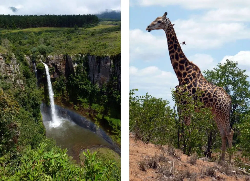 Mac Mac Falls et Girafe du parc Kruger lors de notre voyage en Afrique du Sud