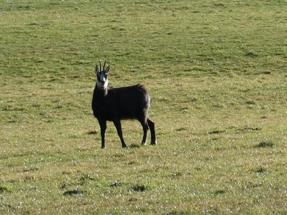 Chamois du Montaurèbe pendant le Jura Peak Challenge