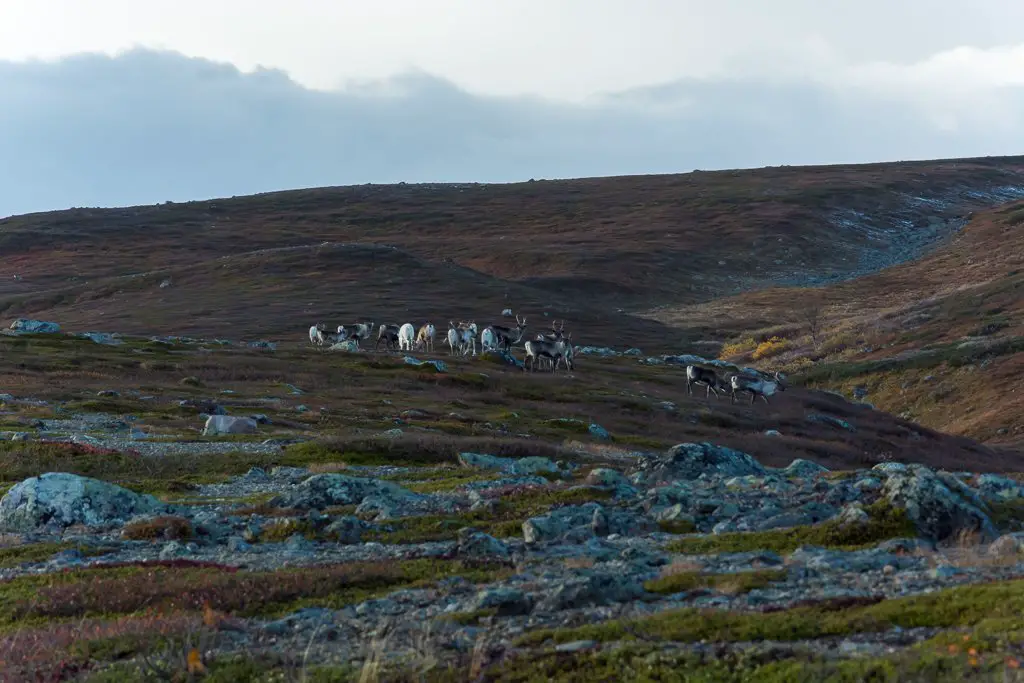 Un troupeau d'élan durant notre séjour à Sarek