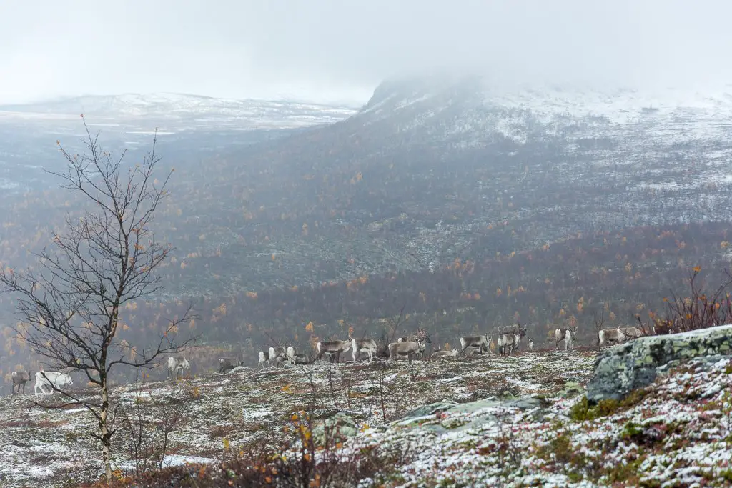 Des centaines de rennes nous accompagnent jusqu’au col lors de notre voyage à Sarek