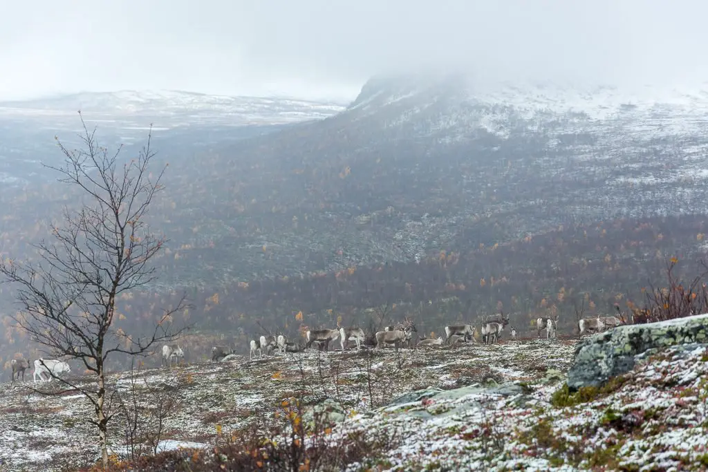 Nomadisme et connexion profonde à la nature au rythme des transhumances du rennes