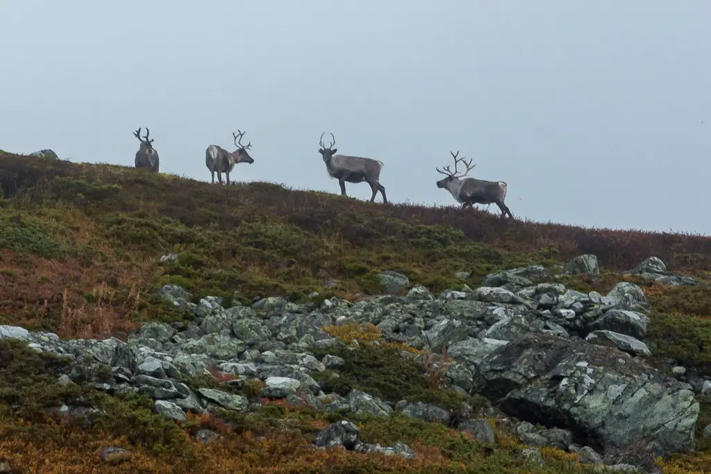 Le fait de croiser des animaux sauvages nous rebooste lors de notre randonnée à Sarek