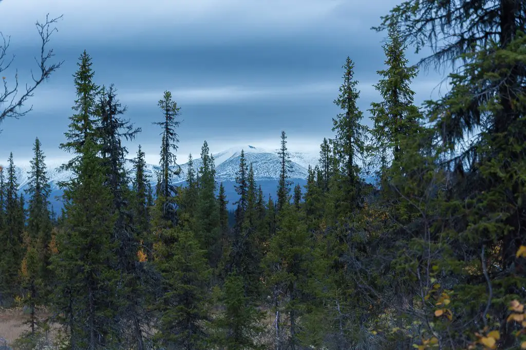 Les forêts boréales de Laponie durant note séjour randonnée à Sarek
